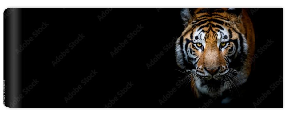 Fototapeta Tiger with a black background