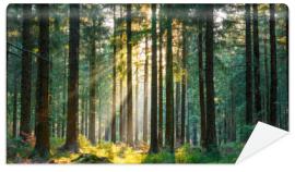Fototapeta Silent Forest in spring with