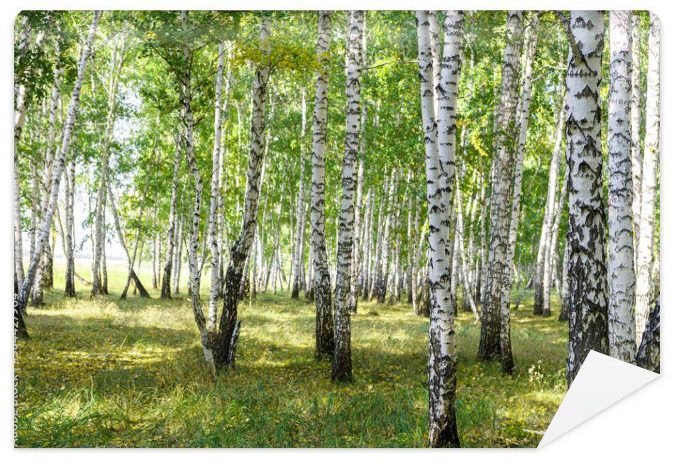 Fototapeta Green summer birch forest