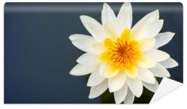 Fototapeta Yellow lotus flower blooming