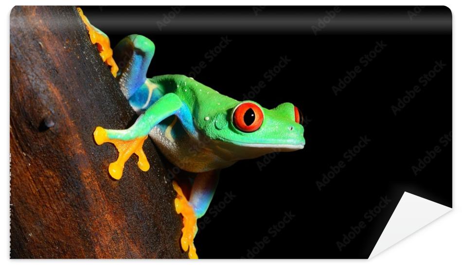 Fototapeta red-eye tree frog  Agalychnis