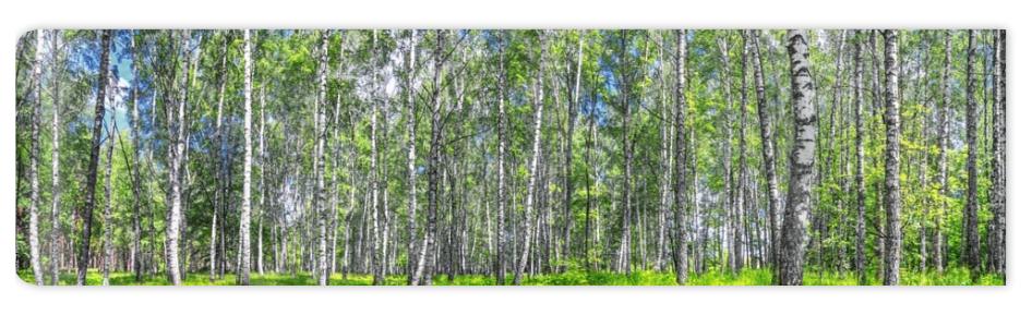 Fototapeta Birch grove on a sunny spring