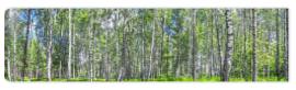 Fototapeta Birch grove on a sunny spring