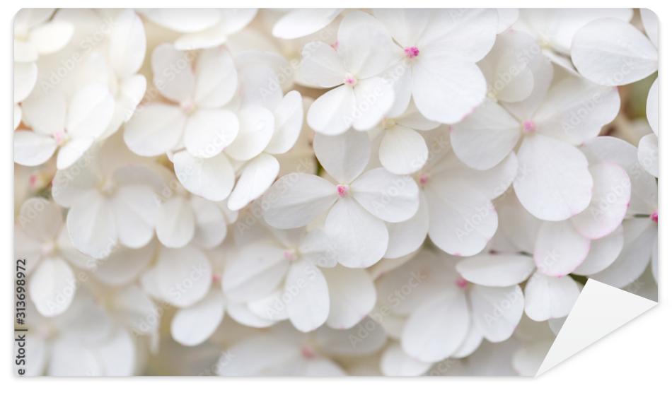 Fototapeta White hydrangea flowers