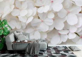 Fototapeta White hydrangea flowers