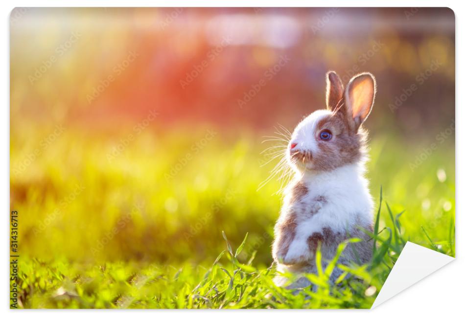 Fototapeta Cute little bunny in grass