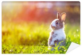 Fototapeta Cute little bunny in grass