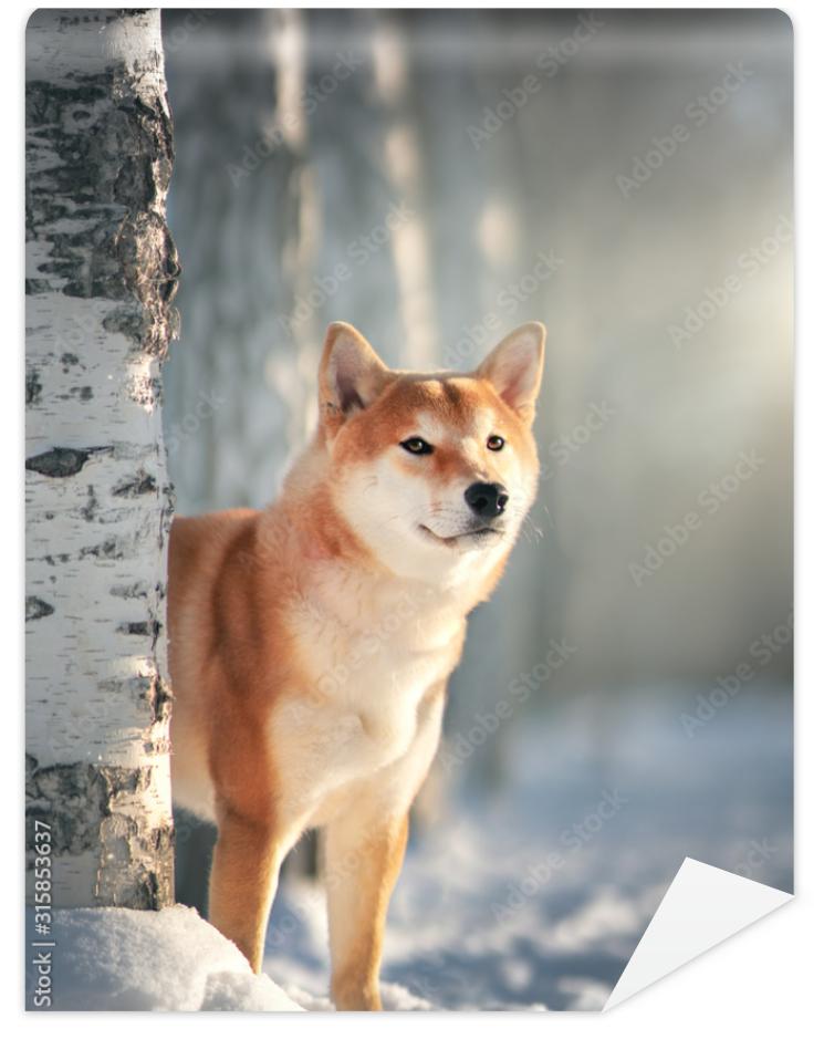 Fototapeta Shiba Inu dog in winter