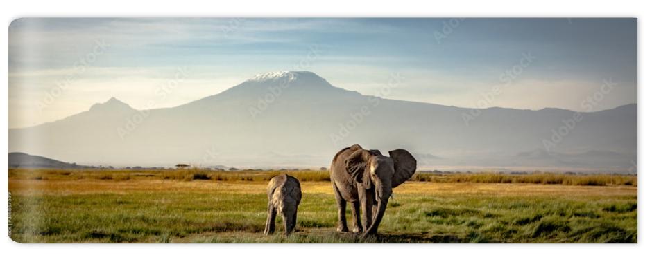 Fototapeta elephants in front of