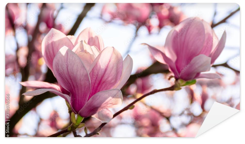 Fototapeta magnolia tree blossom in