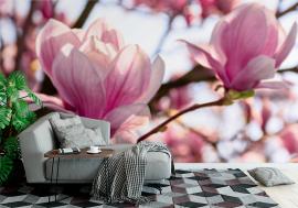 Fototapeta magnolia tree blossom in