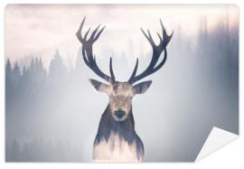 Fototapeta Red deer and the misty forest