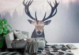 Fototapeta Red deer and the misty forest