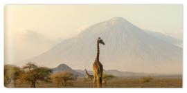 Fototapeta giraffes in the Ngorongoro