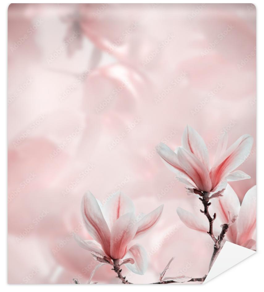Fototapeta Closeup of blooming magnolia