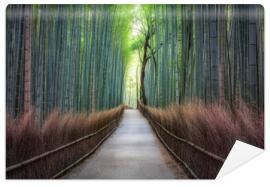 Fototapeta Bamboo forest in Arashiyama,