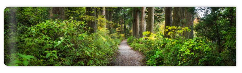 Fototapeta Beautiful forest path as