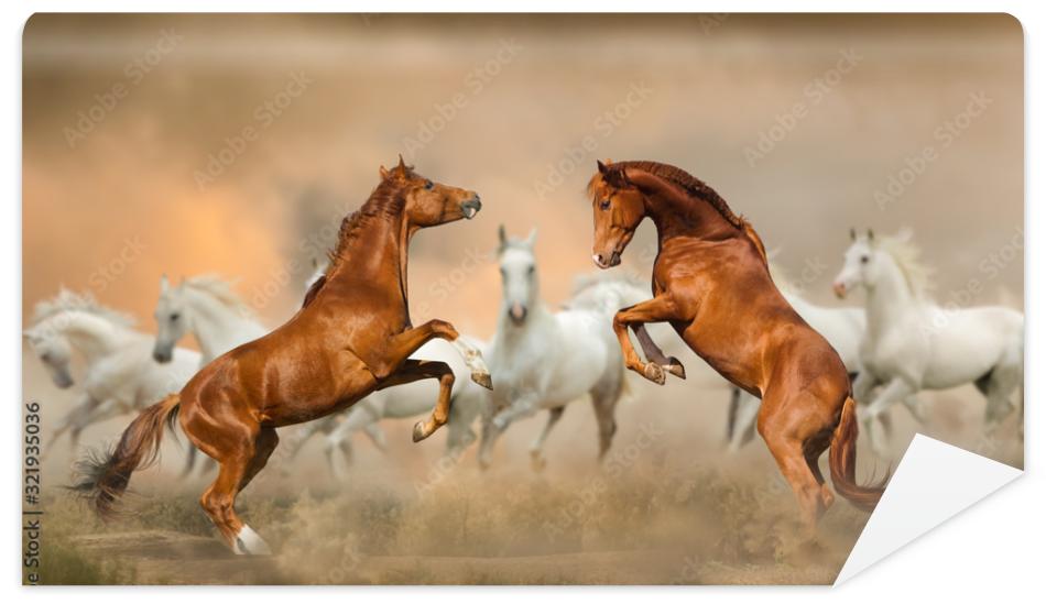 Fototapeta Stallions fighting in desert