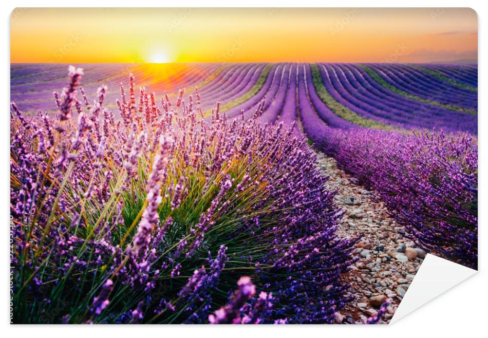 Fototapeta Blooming lavender field at