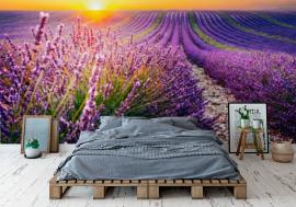 Fototapeta Blooming lavender field at