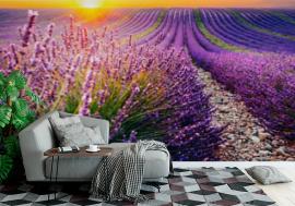 Fototapeta Blooming lavender field at