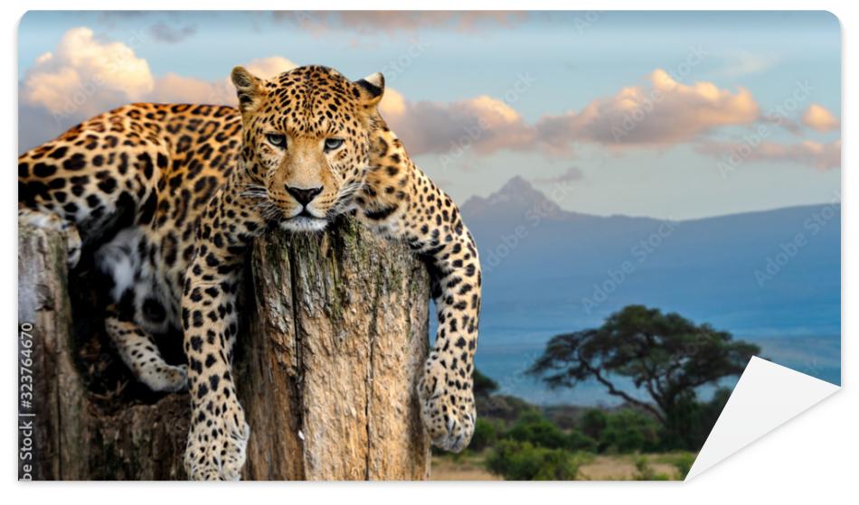 Fototapeta Leopard sitting on a tree