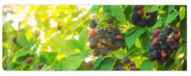 Fototapeta Blackberry berries on the