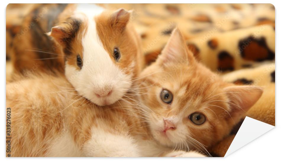 Fototapeta best kitten and guinea pig
