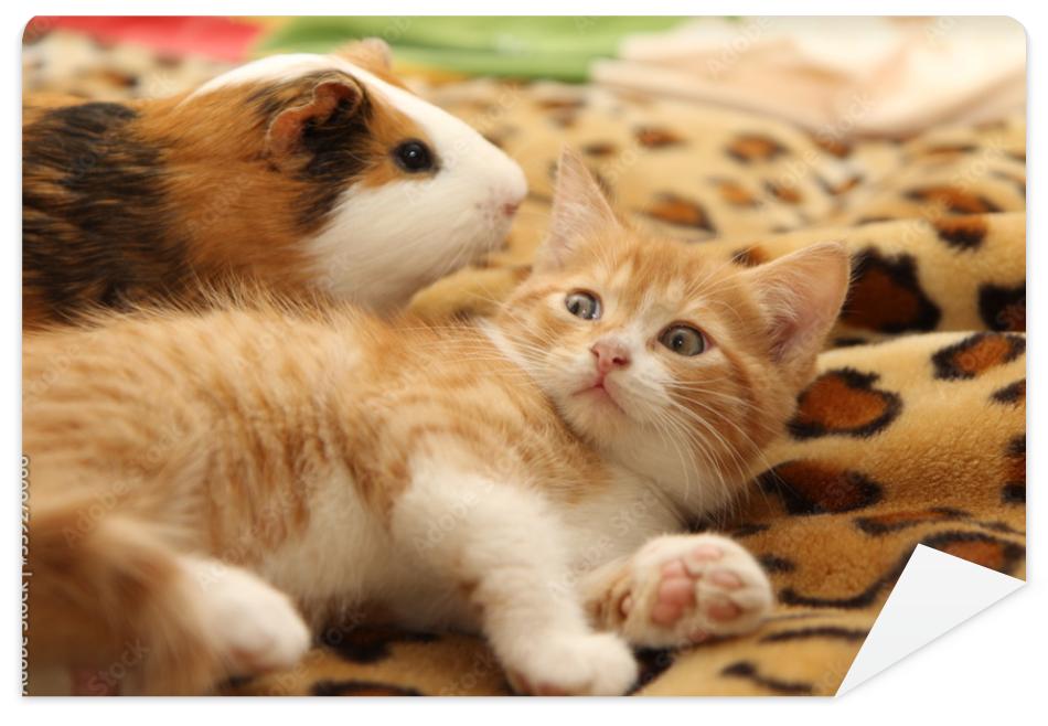 Fototapeta kitten and guinea pig