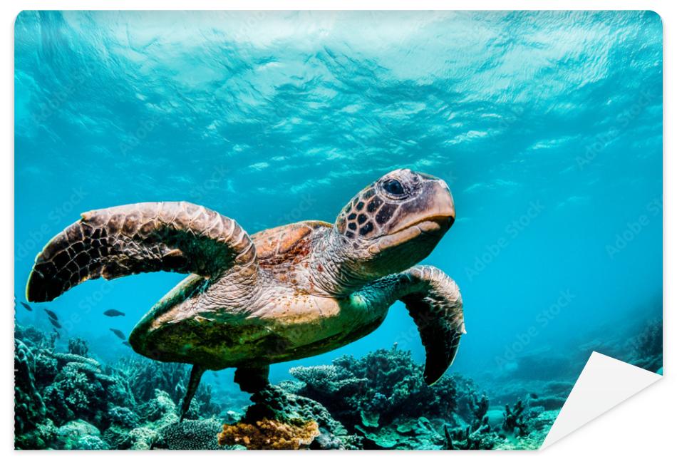Fototapeta Green sea turtle swimming