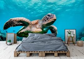 Fototapeta Green sea turtle swimming