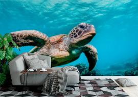 Fototapeta Green sea turtle swimming