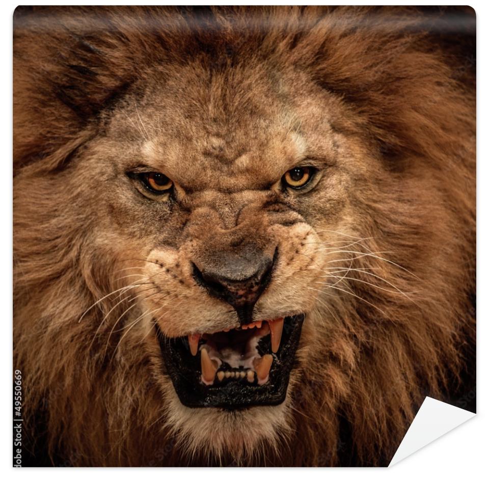Fototapeta Close-up shot of roaring lion