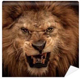 Fototapeta Close-up shot of roaring lion