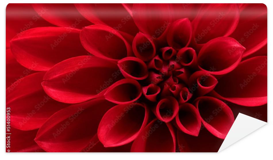 Fototapeta Close up of red dahlia flower