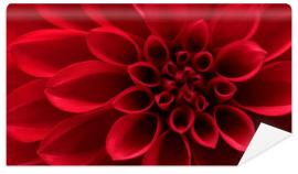 Fototapeta Close up of red dahlia flower