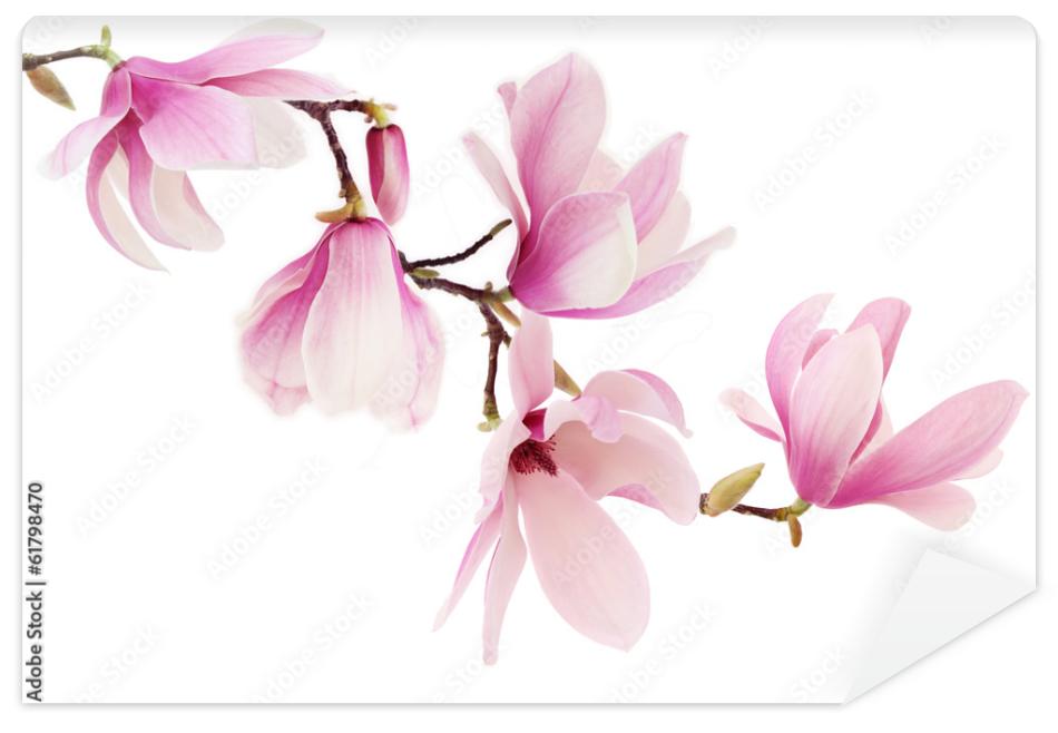 Fototapeta Pink spring magnolia flowers