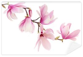 Fototapeta Pink spring magnolia flowers