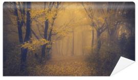 Fototapeta Mysterious foggy forest with a