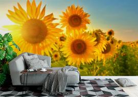Fototapeta Sunflowers