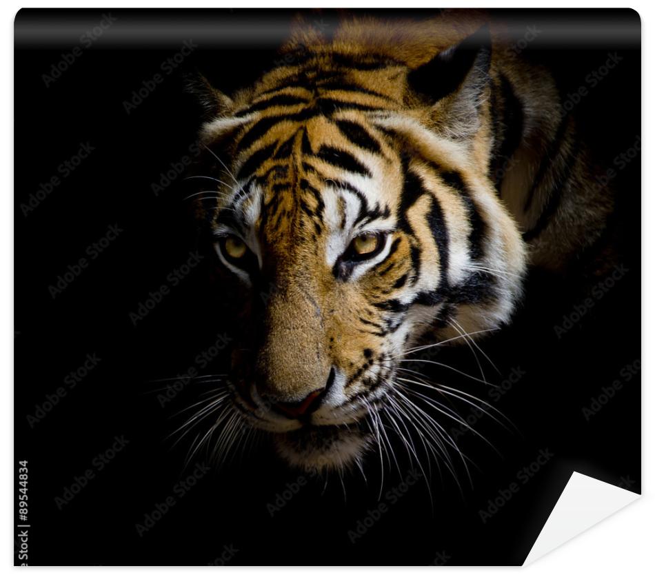 Fototapeta close up face tiger isolated
