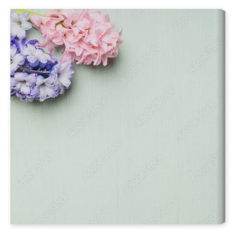 Obraz na płótnie Pink,white and blue hyacinths