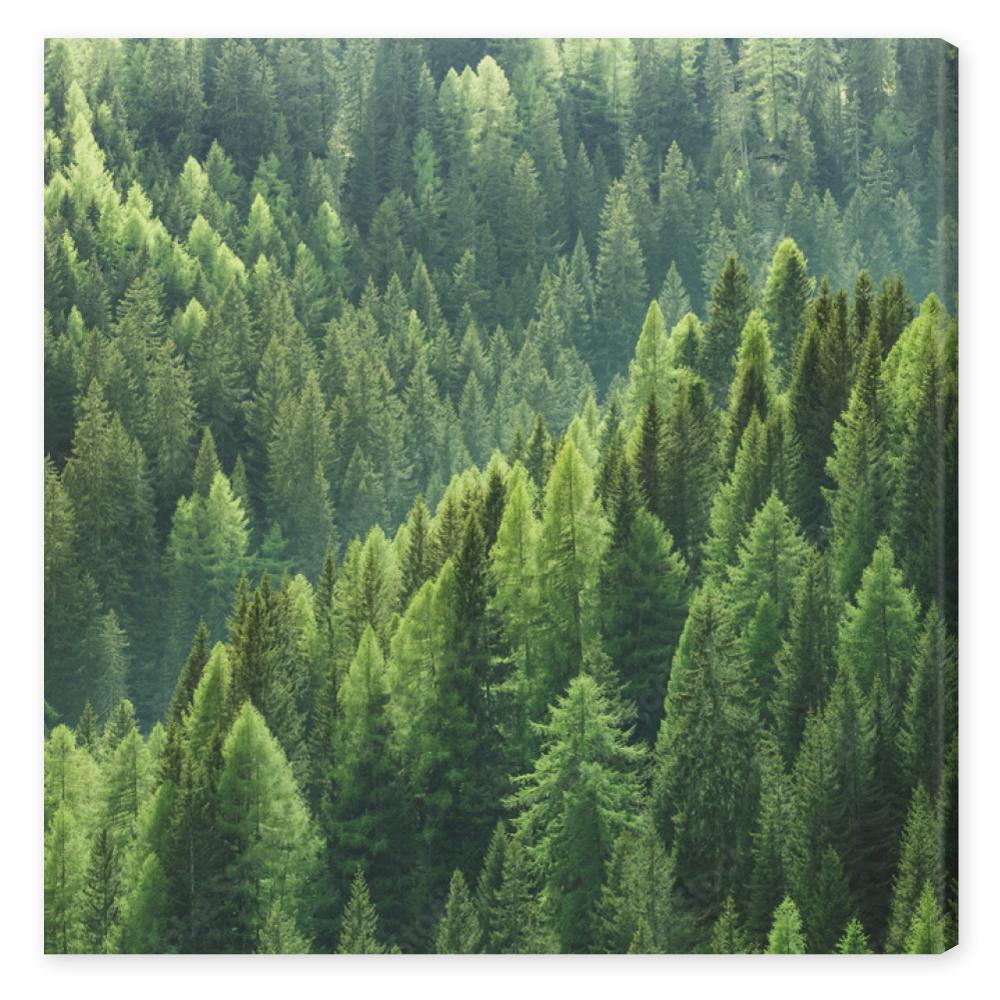 Obraz na płótnie Zdrowe zielone drzewa