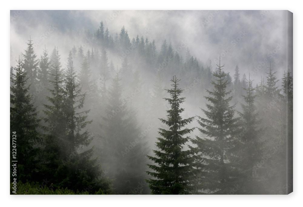Obraz na płótnie pine forest in mist