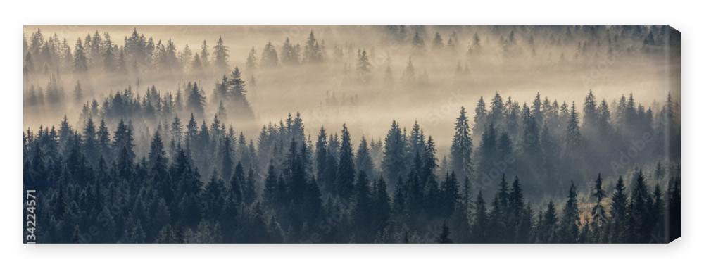 Obraz na płótnie coniferous forest in foggy