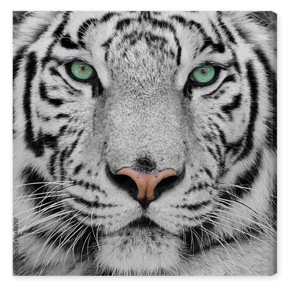 Obraz na płótnie white tiger