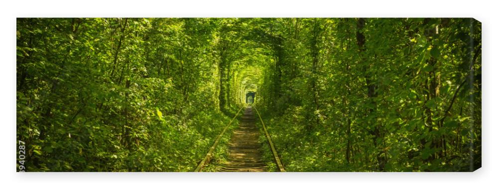 Obraz na płótnie old forest and railway tunel
