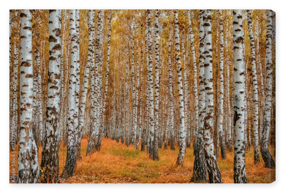 Obraz na płótnie Autumn birch forest