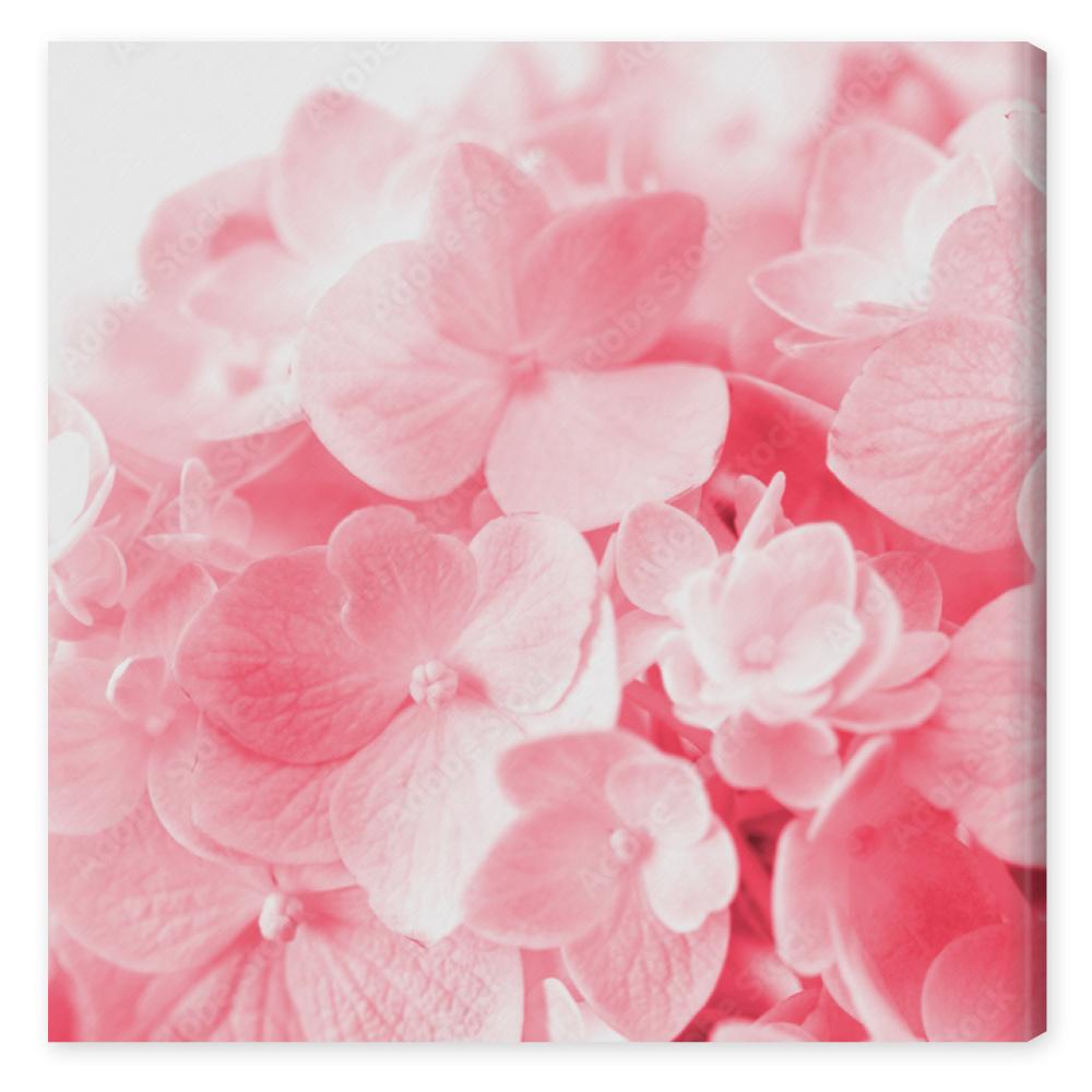 Obraz na płótnie sweet  hydrangea flowers on a