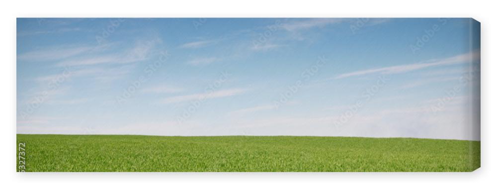 Obraz na płótnie Field with green wheat and